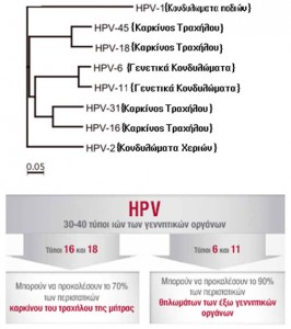 κονδυλωματα4