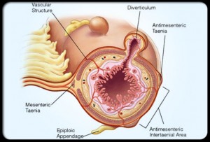 ekkolpomata11