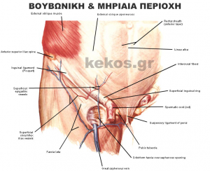 boubonikiperioxi2