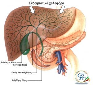 Χολοπαγκρεατικός άξονας