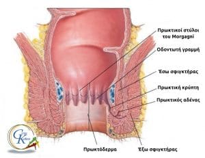 Ανατομία πρωκτικού σωλήνα - Σφιγκτήρες