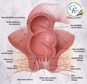 Ανατομία ορθοπρωκτικού σωλήνα