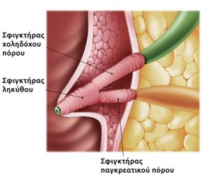 Ανατομία θηλής vater